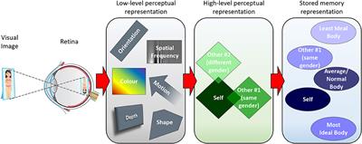 Over or Under? Mental Representations and the Paradox of Body Size Estimation